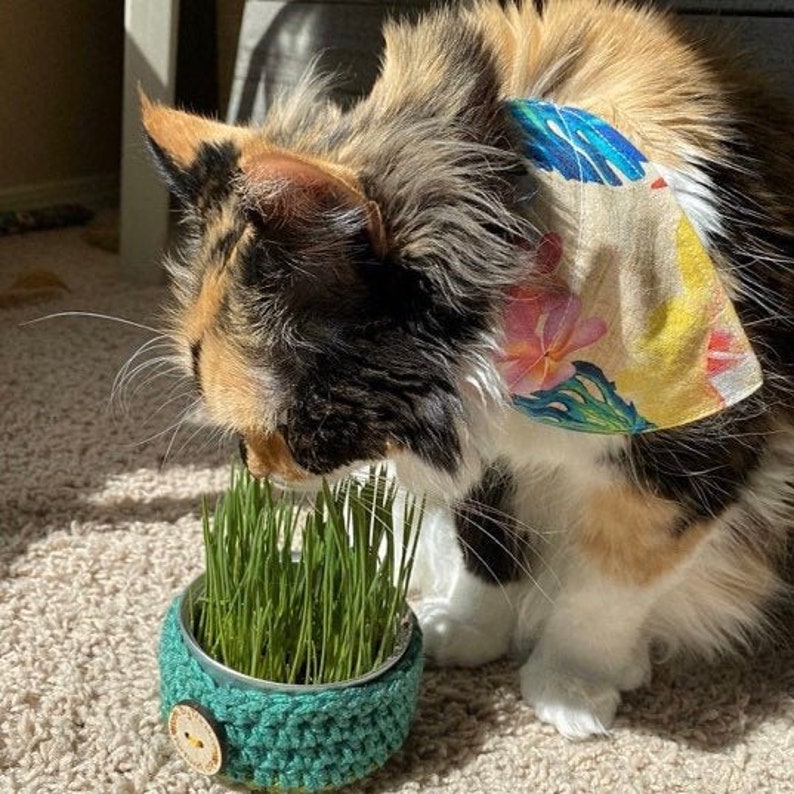 Upcycled Wheat Grass Kit Pet Grass Cat Grass Vegan Etsy