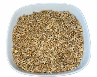 Wheat Grass Seeds | Pet Grass | Cat Grass | Bulk Seeds | Non-GMO | Vegan