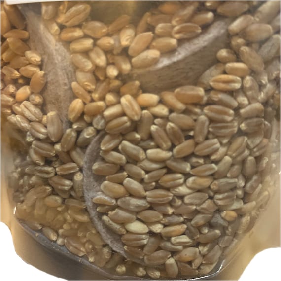 Graines d'herbe de blé - Facile à cultiver - Friandise pour chats / chiens  / reptiles - Herbe à chien - Herbe à chat - Croissance rapide