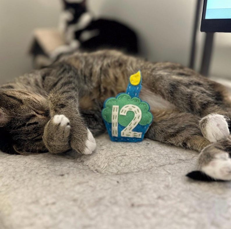 Birthday Cupcake cat toy | choose your colors | organic catnip | wool-blend felt image 9