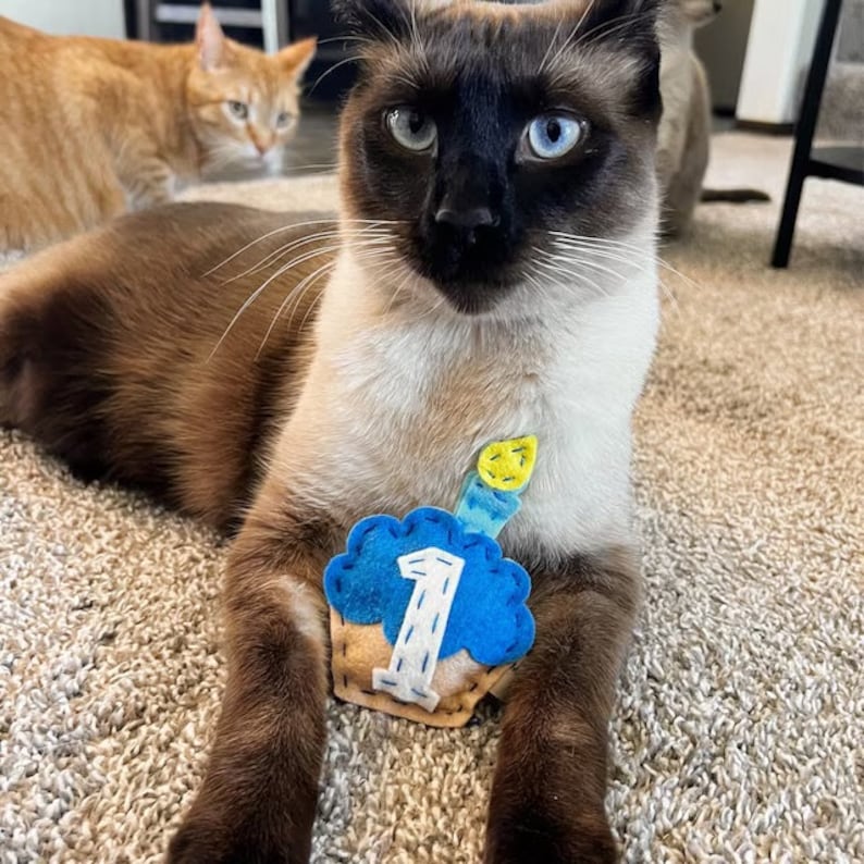May include: A Siamese cat with blue eyes wearing a blue felt cupcake with a number 1 and a yellow candle. Another orange cat is in the background. The cat is lying on a beige carpet.