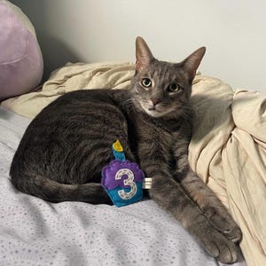 Birthday Cupcake cat toy | choose your colors | organic catnip | wool-blend felt image 10