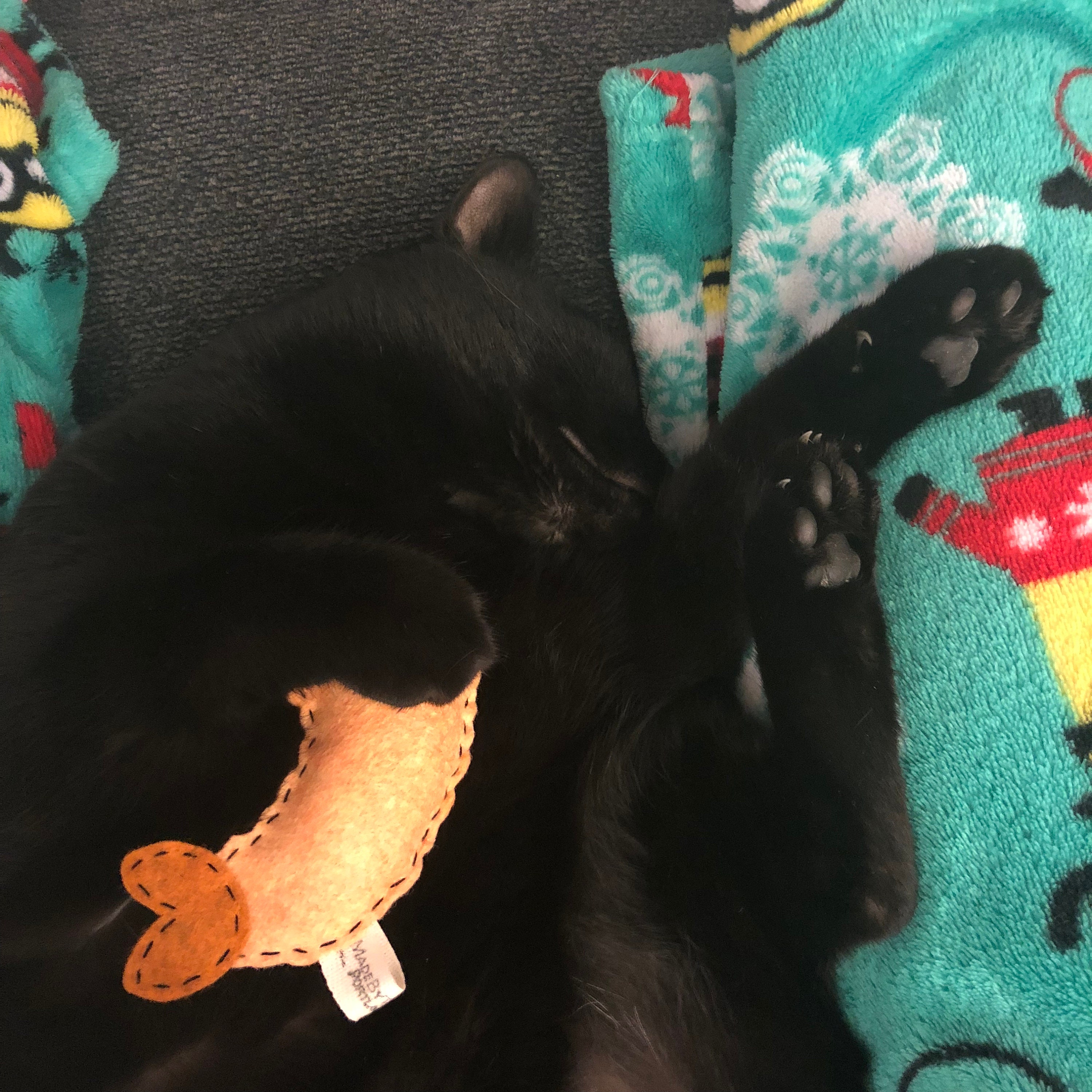 Shrimp cat toy organic catnip wool-blend felt RETIRED | Etsy