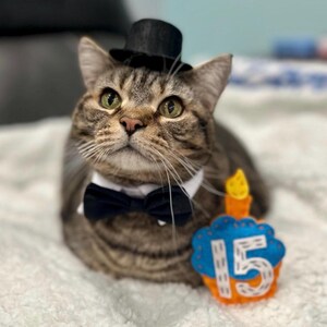 Birthday Cupcake cat toy | choose your colors | organic catnip | wool-blend felt image 8