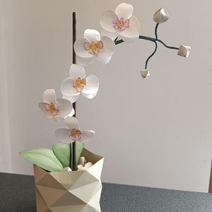 Peut inclure: Une orchidée blanche avec des accents roses et jaunes dans un pot géométrique beige clair. La plante a plusieurs fleurs ouvertes et des bourgeons non éclos. Le pot est rempli de petites pierres blanches et de feuilles vertes.