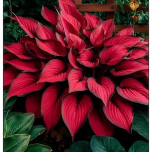 Könnte beinhalten: Nahaufnahme einer Hosta-Pflanze mit großen, herzförmigen Blättern. Die Blätter sind tiefrot mit grünen Rändern, was einen Kontrast erzeugt. Die Pflanze ist von grünem Laub umgeben.