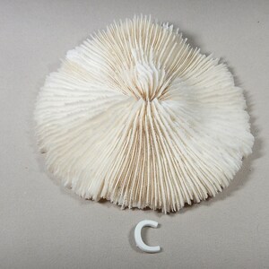 Peut inclure: Un corail blanc de forme circulaire avec une surface texturée. Le corail est sur un fond gris clair avec la lettre "C" en blanc.