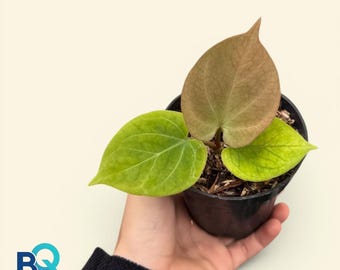 Anthurium King Of Spandes HU Golden | Live Houseplant, Rare Foliage, Indonesia Origin