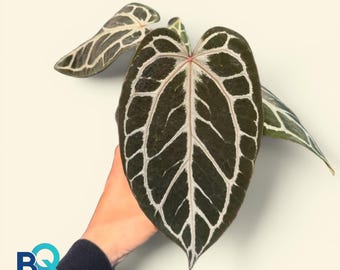 Anthurium King Of Spandes HU X Red Crystalinum | Live Houseplant, Rare Foliage, Indonesia Origin