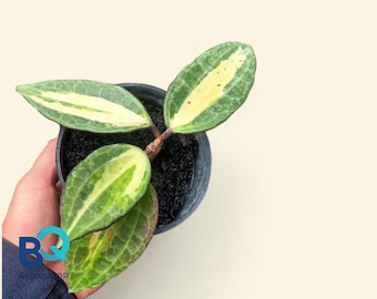 Hoya Latifolia pot of gold Plant | Live Houseplant, Rare Foliage, Indonesia Origin
