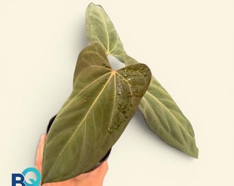 Anthurium Black Emerald X Portillae | Live Houseplant, Rare Foliage, Indonesia Origin