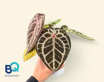 Anthurium Red Tiger | Live Houseplant, Rare Foliage, Indonesia Origin