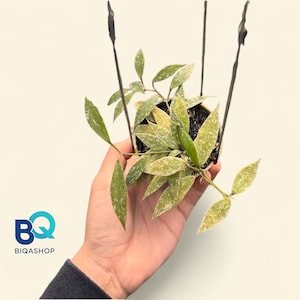Peut inclure: Une petite plante de Hoya en pot avec des feuilles panachées vertes et crème. La plante est suspendue par des fils noirs. Le pot est tenu dans la main d'une personne. Le logo "BQ BIQASHOP" est dans le coin inférieur gauche.