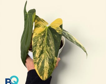Anthurium Portillae variegated | Live Houseplant, Rare Foliage, Indonesia Origin