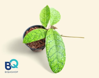 Hoya Calistophyla Plant | Live Rare Houseplant Foliage