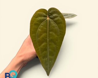 Anthurium Dressleri X Zara X Michelle | Live Houseplant, Rare Foliage, Indonesia Origin