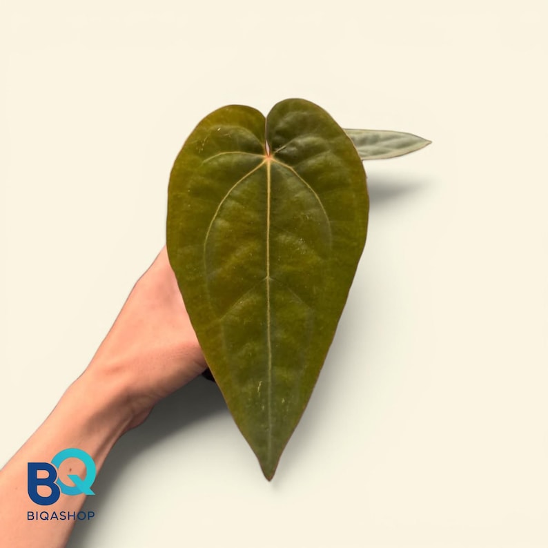 May include: A large, heart-shaped leaf with a deep green hue and prominent veining. The leaf is held against a neutral background, showcasing its texture and form. The leaf's edges are slightly wavy, adding to its natural appeal. The image is well-lit, highlighting the leaf's details.