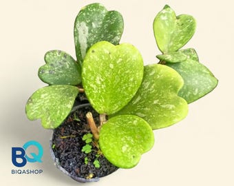 Hoya kerri splash Plant | Live Rare Houseplant Foliage