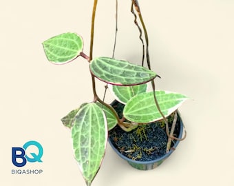 Hoya macrophyla Variegated Plant | Live Rare Tropical Foliage