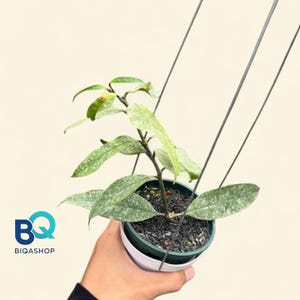 Hoya Multiflora Silver Splash | Beautiful Plant