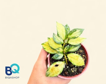 Scindapsus Nabawanensis Variegated | Snake Plant exotic rare