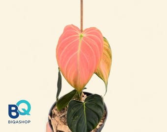 Philodendron Melanochrysum Pink,Beautifull, Rare unique, Indonesia Origin
