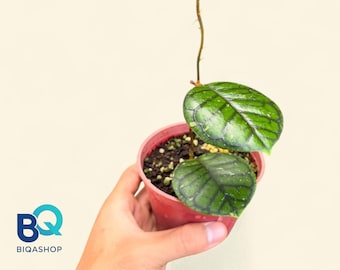 Hoya Calistophyla Chibi Plant | Live Rare Houseplant Foliage