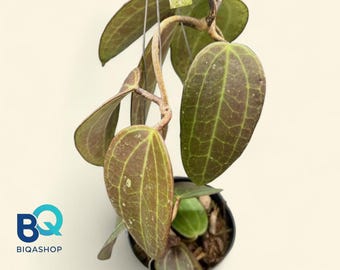 Hoya Latifolia red Plant | Live Houseplant, Rare Foliage, Indonesia Origin