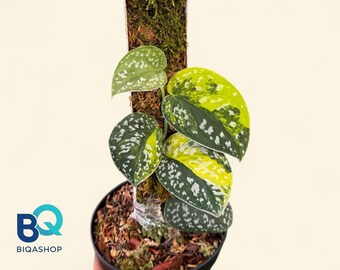 Scindapsus Argyraeus Senopati | Snake Plant exotic rare