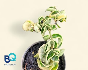 Hoya Compacta Variegated Plant | Live Houseplant, Rare Foliage, Indonesia Origin