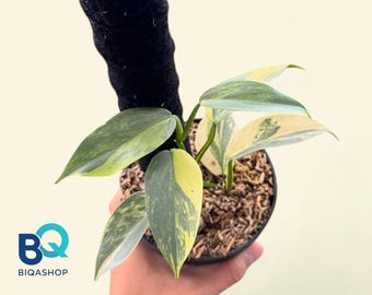 Philodendron Silver Sword Variegated,Beautifull, Rare unique, Indonesia Origin
