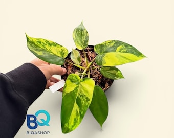 Philodendron Florida Beauty X Radiatum,Beautifull, Rare unique, Indonesia Origin