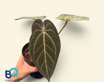 Anthurium Basseae X Blue Papillaminum | Live Houseplant, Rare Foliage, Indonesia Origin