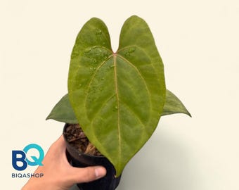 Anthurium Black Sweet X Red Sonya | Live Houseplant, Rare Foliage, Indonesia Origin