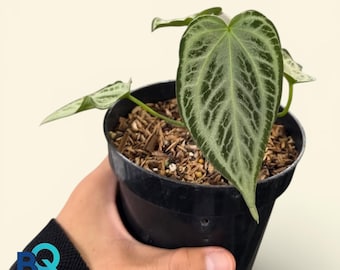 Anthurium Silver Crome Muttation| Live Houseplant, Rare Foliage, Indonesia Origin