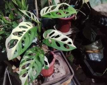 Monstera Andansoni Halfmoon Albo Variegated | Live Houseplant, Rare Foliage, Indonesia Origin