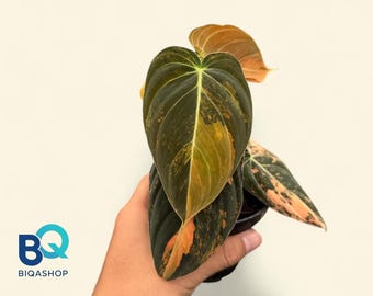 Philodendron Melanochrysum orange,Beautifull, Rare unique, Indonesia Origin