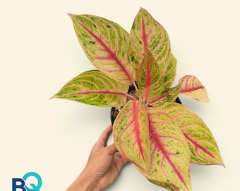 Aglonema Red Legacy,Beautifull, Rare unique, Indonesia Origin
