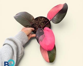 Philodendron Pink Princess Black Cherry ,Beautifull, Rare unique, Indonesia Origin