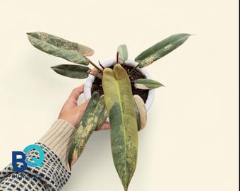 Philodendron Atabapoense Pink Variegated,Beautifull, Rare unique, Indonesia Origin