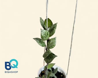 Hoya Lacunosa Black Aurora Plant | Live Houseplant, Indonesia Direct Shipping
