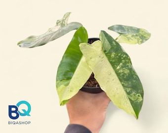 Philodendron Burlemark X Snow White,Variegated,Beautifull, Rare unique, Indonesia Origin