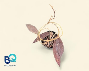 Hoya Clemensiorum Red Plant | Live Rare Houseplant Foliage
