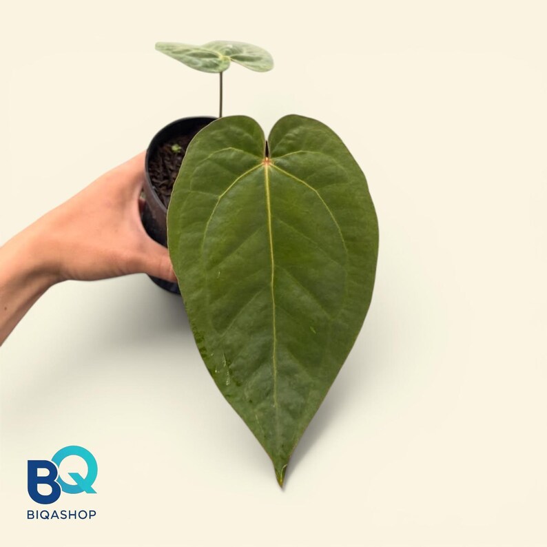 May include: A potted Anthurium plant with a large, heart-shaped, dark green leaf and a smaller, lighter green leaf. The plant is in a black pot, held by a hand, against a cream-colored background. The logo "BIQASHOP" is in the bottom left corner.