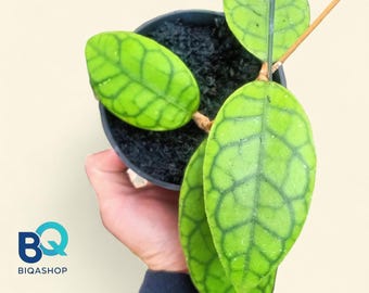 Hoya finlaysonii round Leaves Plant | Live Rare Houseplant Foliage