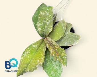Hoya Undulata splash Plant | Live Rare Houseplant Foliage