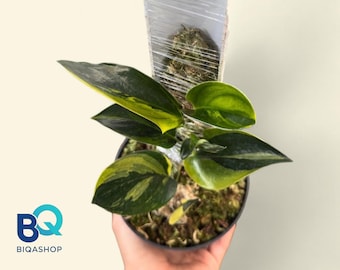 Scindapsus Twilight variegated | Snake Plant exotic rare