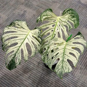 Może przedstawiać: Zbliżenie na roślinę Monstera w paski z dużymi, podzielonymi liśćmi. Liście prezentują uderzający wzór białego i ciemnozielonego pstrokaty. Roślina jest popularną rośliną domową.