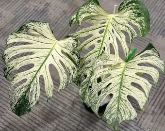 Rare Monstera Devil Plant – Dramatic Foliage, Tropical Aroid Houseplant