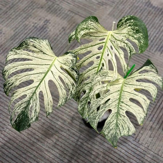 Rare Monstera Devil Plant  Dramatic Foliage, Tropical Aroid Houseplant